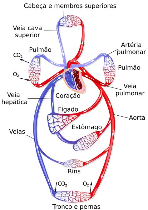 sistema cardiovascular desenho